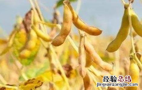 大豆结荚少怎么办 大豆结荚少是什么原因