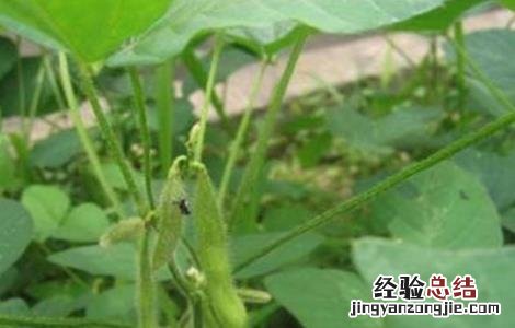 大豆结荚少怎么办 大豆结荚少是什么原因