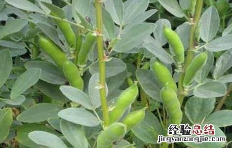 大豆结荚少怎么办 大豆结荚少是什么原因