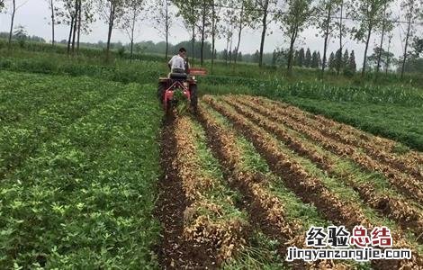 花生什么时候成熟 花生什么时候成熟收