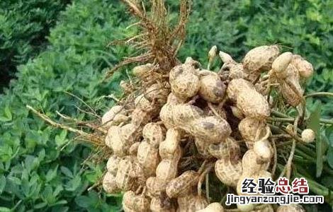 花生什么时候成熟 花生什么时候成熟收