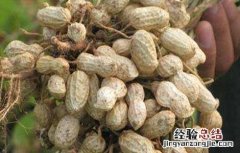 花生什么时候成熟 花生什么时候成熟收