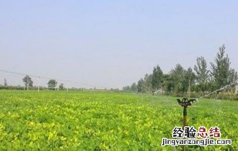花生灌溉合理方法视频 花生灌溉合理方法