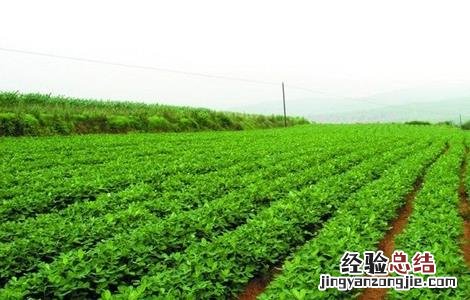 花生灌溉合理方法视频 花生灌溉合理方法