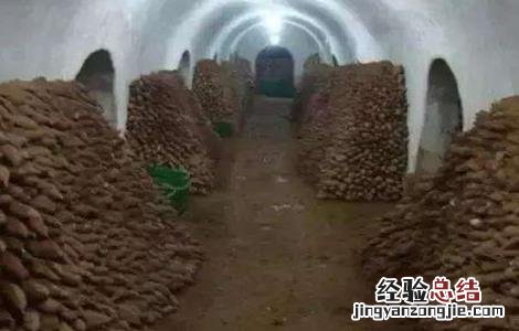 红薯采收和储藏方法图片 红薯采收和储藏方法