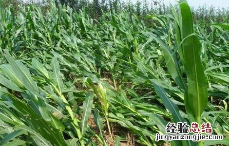 玉米倒伏怎么办 玉米倒伏怎么办怎样收割