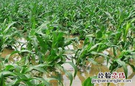 玉米倒伏怎么办 玉米倒伏怎么办怎样收割