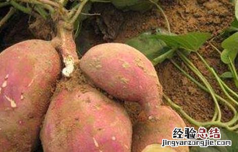 甘薯品质退化原因及防止措施 甘薯品种混杂退化的原因