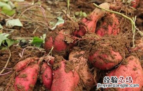 甘薯品质退化原因及防止措施 甘薯品种混杂退化的原因