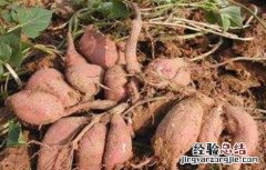 甘薯品质退化原因及防止措施 甘薯品种混杂退化的原因