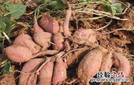 甘薯品质退化原因及防止措施 甘薯品种混杂退化的原因
