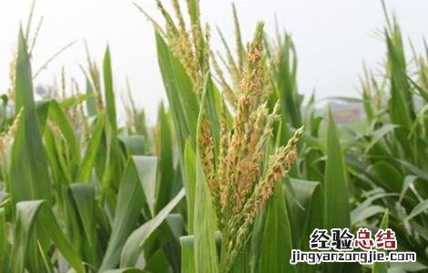 玉米怎么人工授粉 玉米如何进行人工授粉
