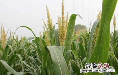 玉米怎么人工授粉 玉米如何进行人工授粉