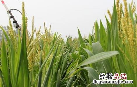 玉米怎么人工授粉 玉米如何进行人工授粉