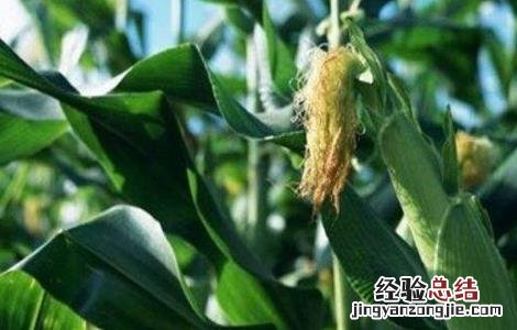 玉米怎么人工授粉 玉米如何进行人工授粉