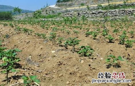 红薯增产施肥方法 红薯增产施肥方法视频