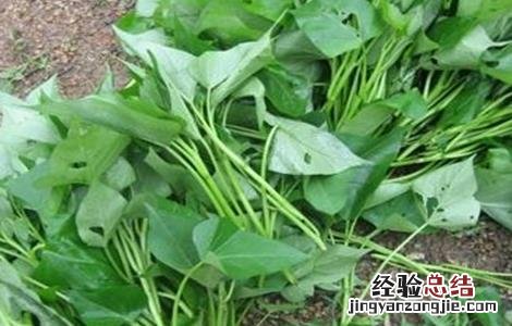 红薯增产施肥方法 红薯增产施肥方法视频