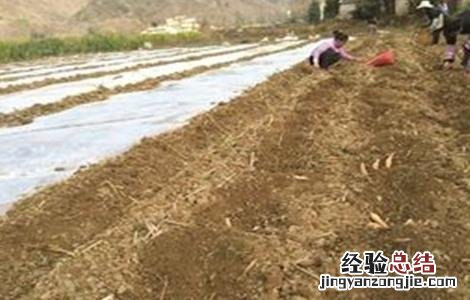 红薯增产施肥方法 红薯增产施肥方法视频