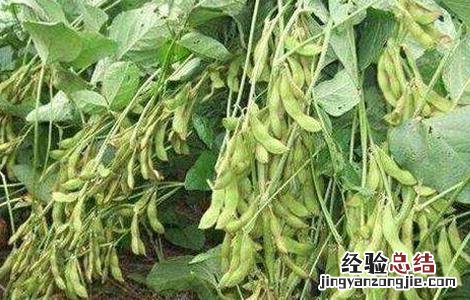 大豆倒伏原因,大豆倒伏怎么办 大豆倒伏了怎么办