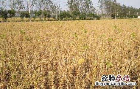 大豆倒伏原因,大豆倒伏怎么办 大豆倒伏了怎么办