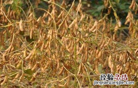 大豆倒伏原因,大豆倒伏怎么办 大豆倒伏了怎么办