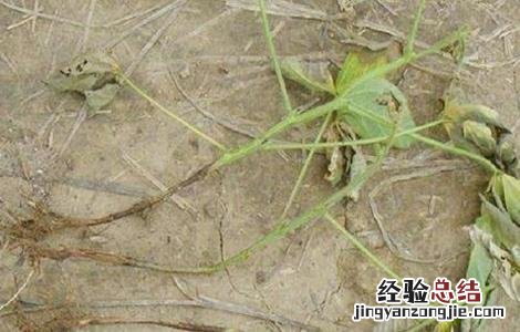 大豆倒伏原因,大豆倒伏怎么办 大豆倒伏了怎么办