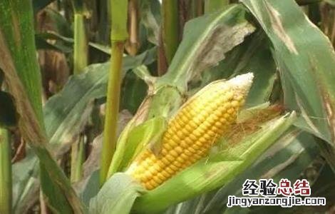 如何防治玉米秃尖 玉米秃尖怎么办