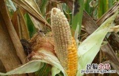 如何防治玉米秃尖 玉米秃尖怎么办