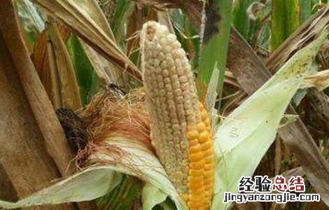 如何防治玉米秃尖 玉米秃尖怎么办