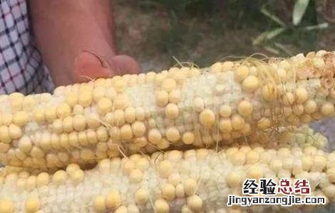 如何防治玉米秃尖 玉米秃尖怎么办