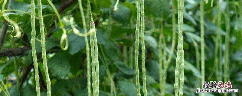 豇豆对光照的要求 豇豆对阳光的要求
