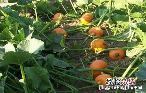 南瓜的功效与作用禁忌 南瓜子的功效与作用禁忌和副作用