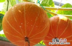 南瓜的功效与作用禁忌 南瓜子的功效与作用禁忌和副作用