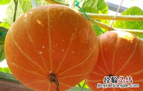 南瓜的功效与作用禁忌 南瓜子的功效与作用禁忌和副作用