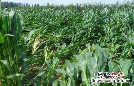 玉米灌浆期如何管理 玉米灌浆期如何管理才让子实饱满