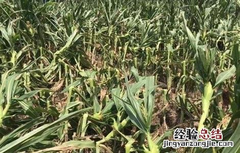 玉米灌浆期如何管理 玉米灌浆期如何管理才让子实饱满