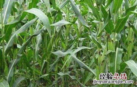 玉米灌浆期如何管理 玉米灌浆期如何管理才让子实饱满
