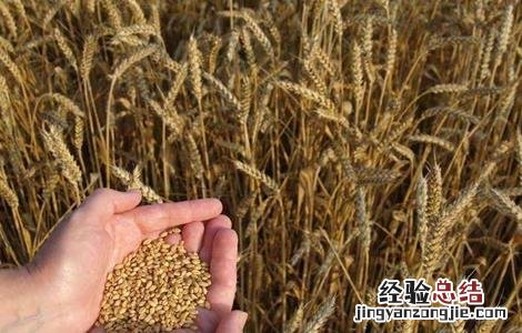 小麦选种方法和技巧 小麦播种技巧和要领