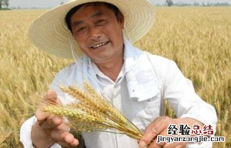 小麦选种方法和技巧 小麦播种技巧和要领
