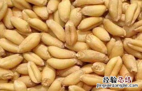 小麦选种方法和技巧 小麦播种技巧和要领
