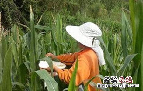 玉米人工授粉方法及注意事项 对玉米实施人工授粉可以解决什么现象