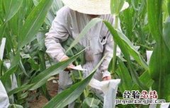 玉米人工授粉方法及注意事项 对玉米实施人工授粉可以解决什么现象