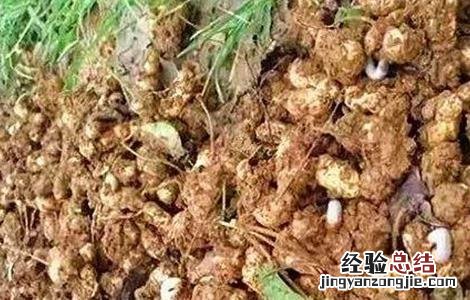 花生蛴螬发生原因及防治方法 花生蛴螬怎么防治