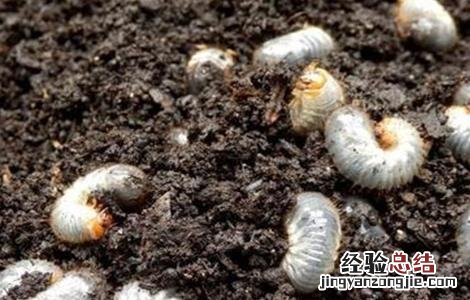 花生蛴螬发生原因及防治方法 花生蛴螬怎么防治