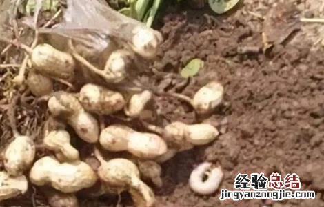 花生蛴螬发生原因及防治方法 花生蛴螬怎么防治