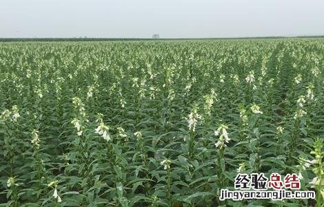 黑芝麻的种植方法和时间 黑芝麻的种植方法和时间盆栽