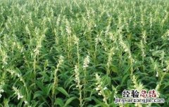 黑芝麻的种植方法和时间 黑芝麻的种植方法和时间盆栽