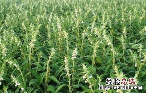 黑芝麻的种植方法和时间 黑芝麻的种植方法和时间盆栽
