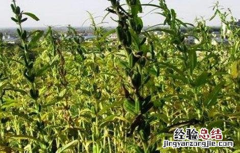黑芝麻的种植方法和时间 黑芝麻的种植方法和时间盆栽