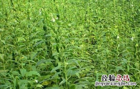 黑芝麻的种植方法和时间 黑芝麻的种植方法和时间盆栽